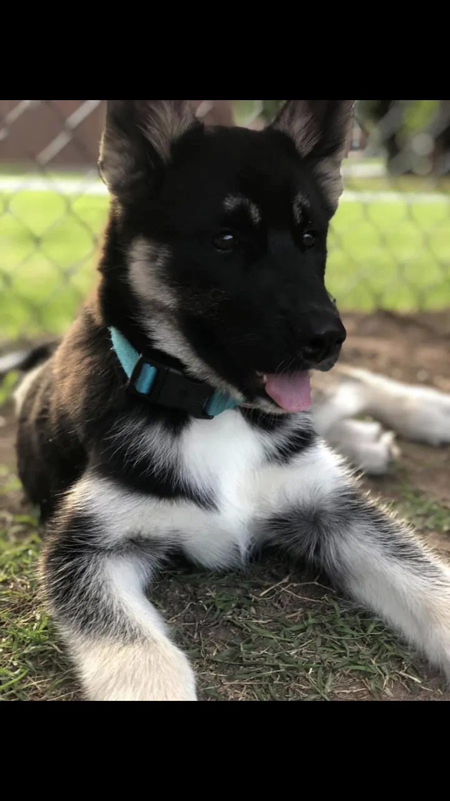 Lost dog in Oklahoma City, OK, 73132