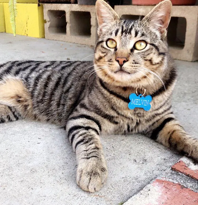 Lost cat in Vista, CA, 92081