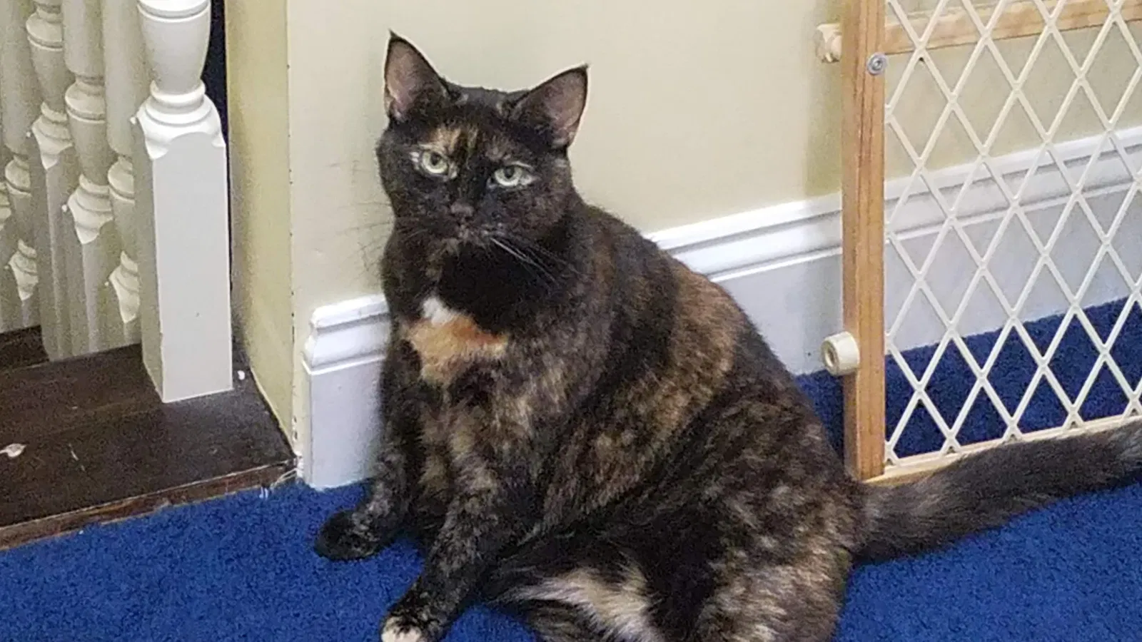 Lost cat in Puyallup, WA, 98374