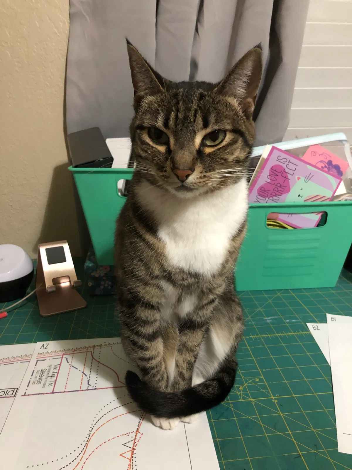 Lost cat in Van Horn, TX, 79855