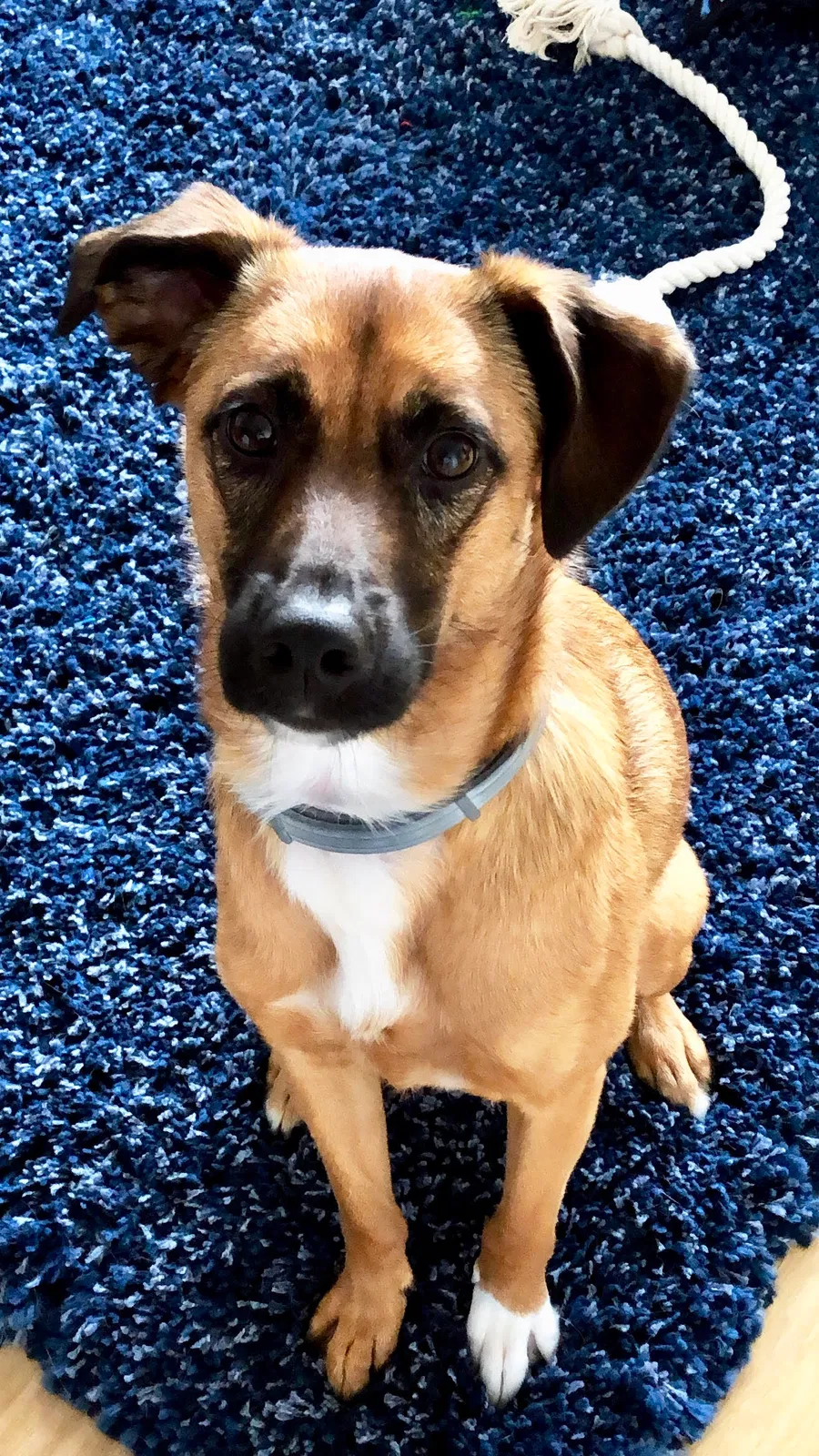 Lost dog in Clifton, VA, 20124