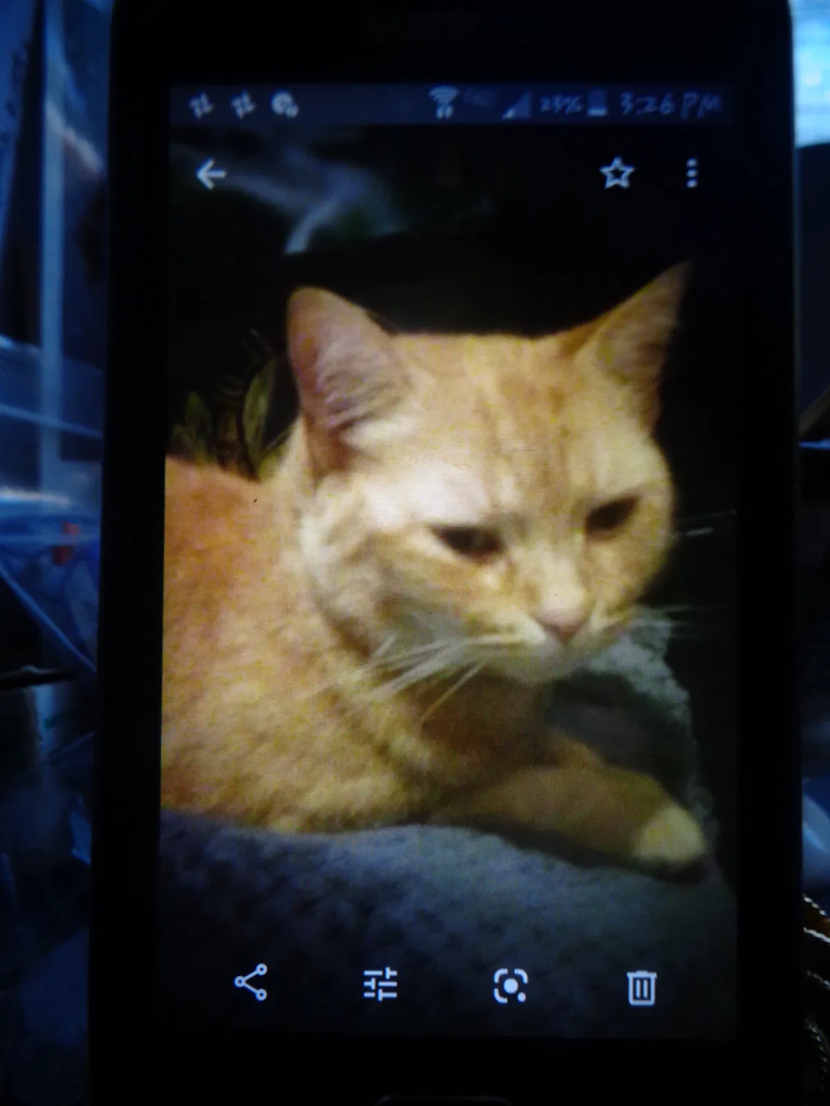 Lost cat in Taylors, SC, 29687