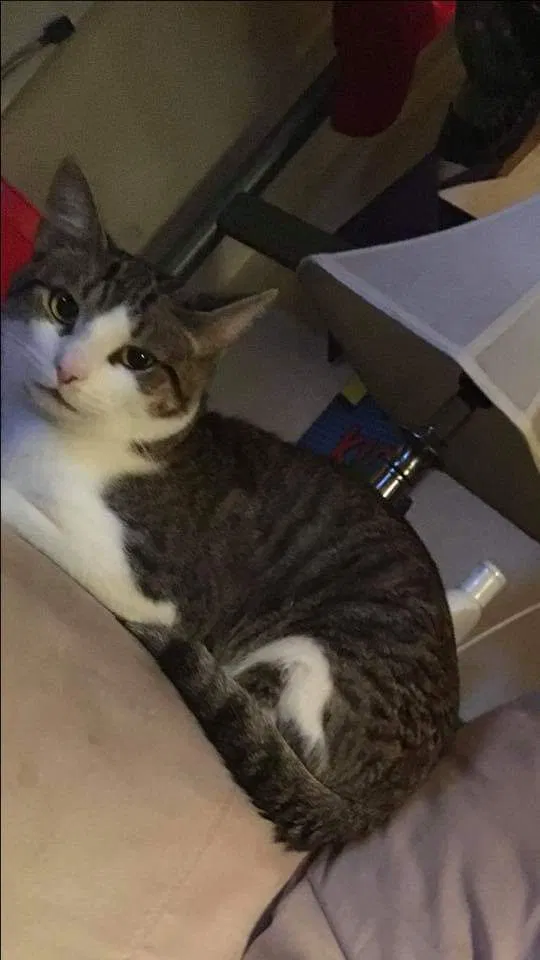 Lost cat in Brownsburg, IN, 46112