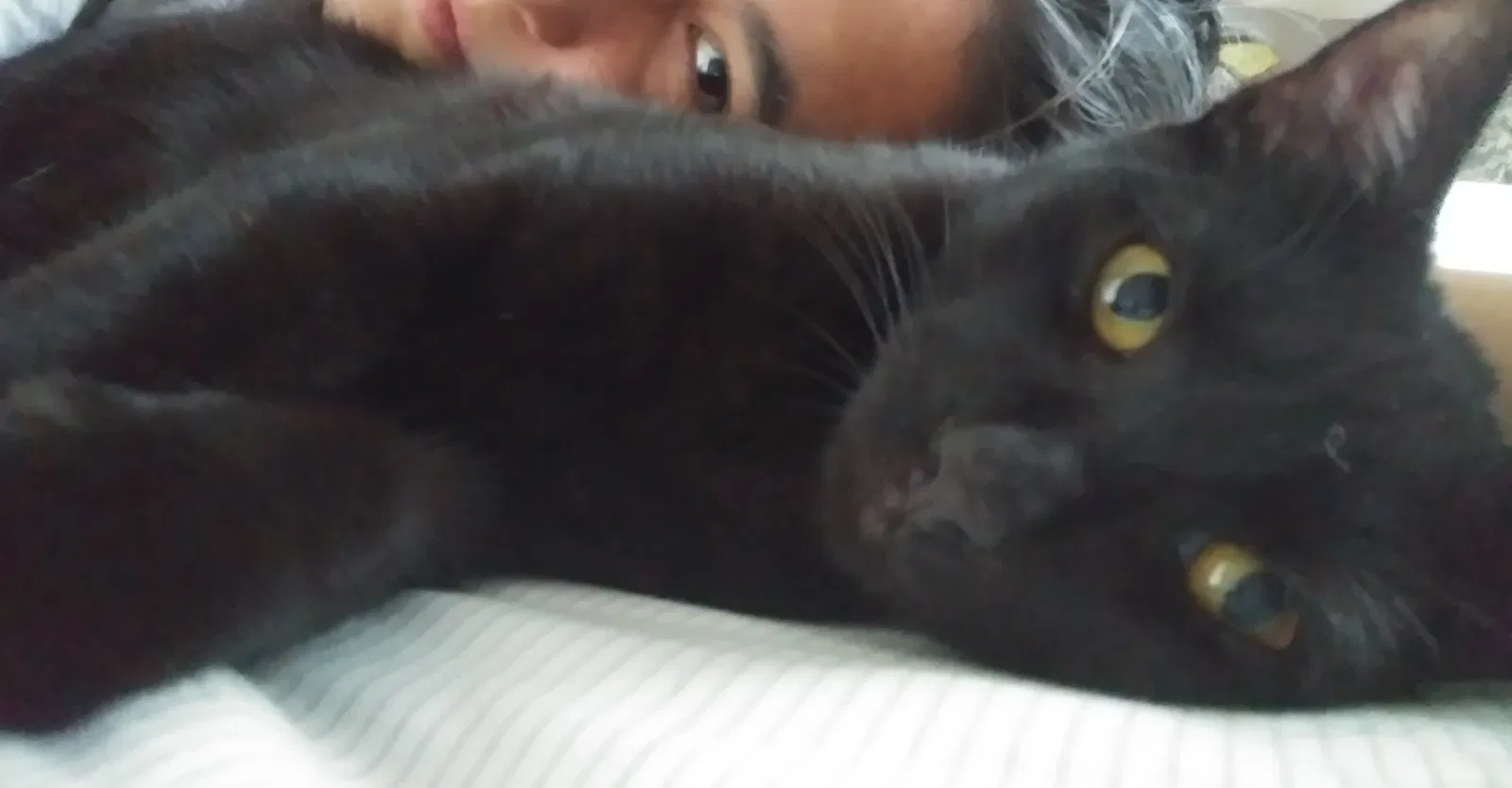 Lost cat in Atlanta, GA, 30317