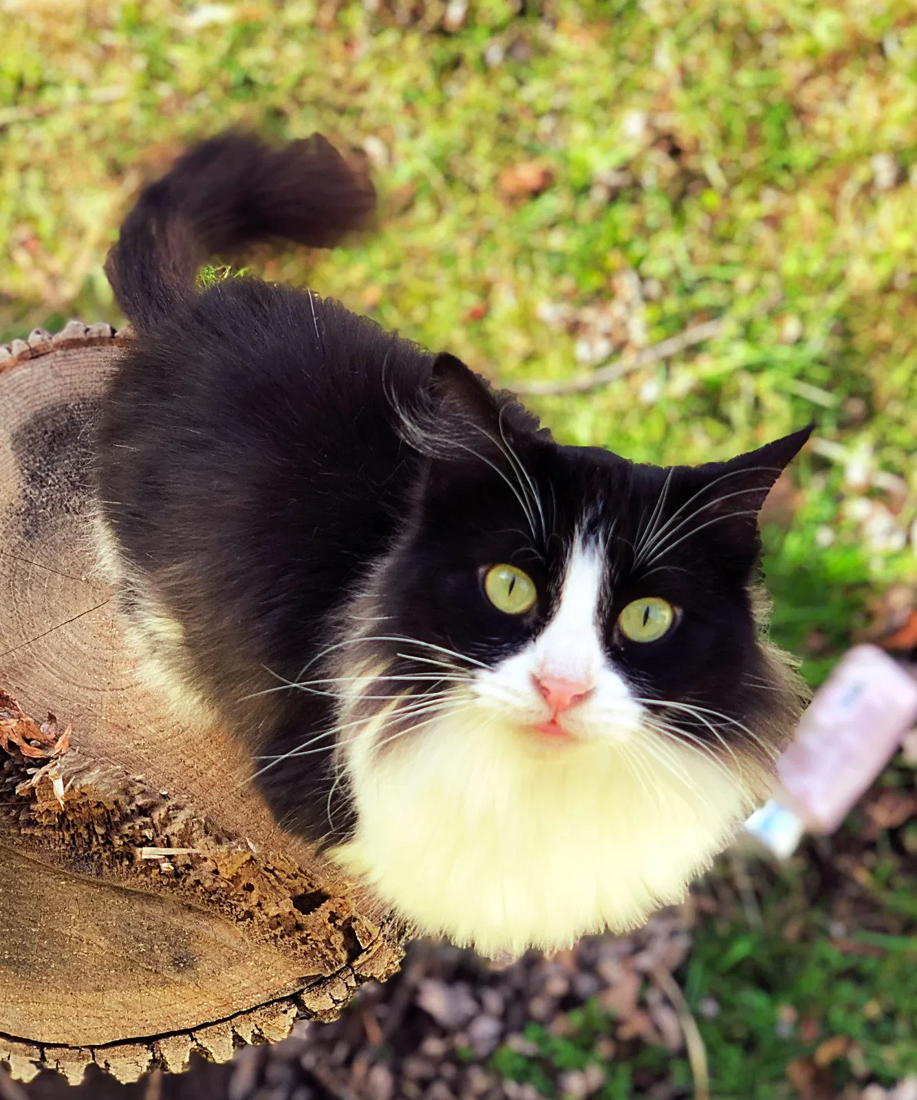 Lost cat in Midland, MI, 48642