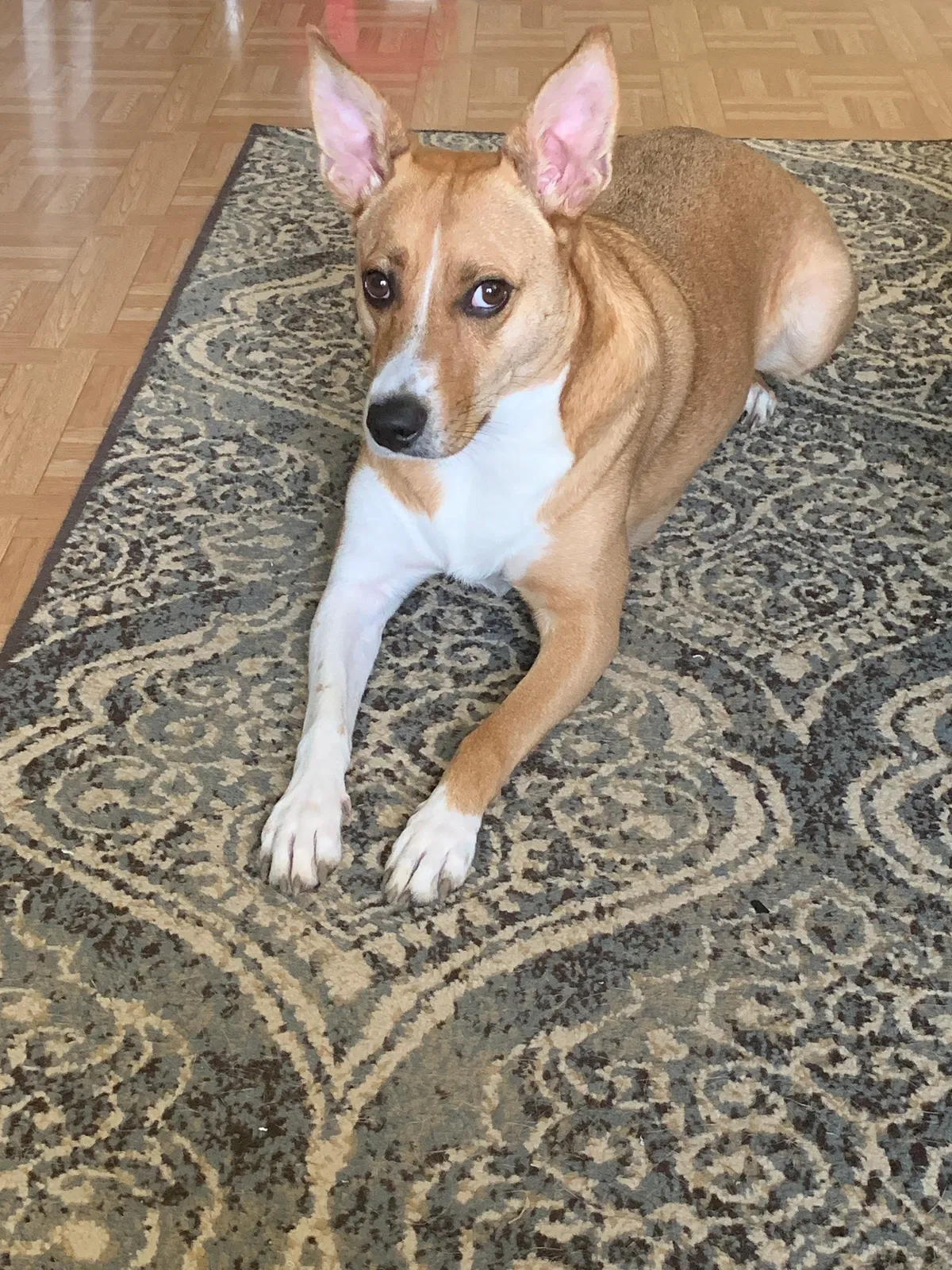 Lost dog in Indianapolis, IN, 46224