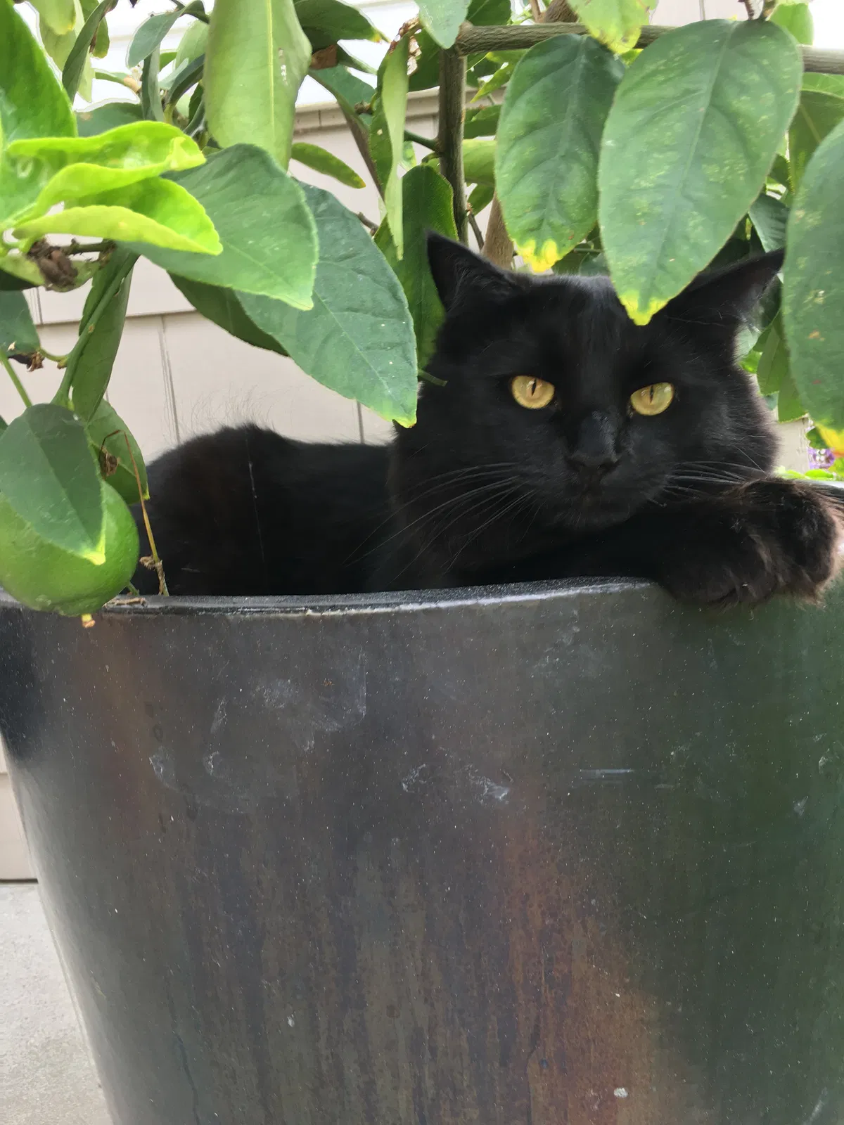 Lost cat in Dana Point, CA, 92629