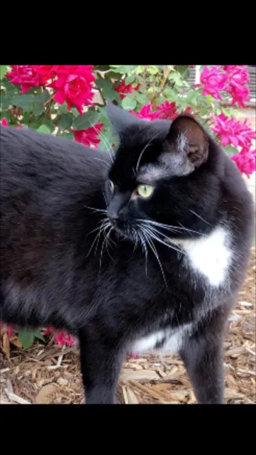 Lost cat in Greeley, CO, 80631