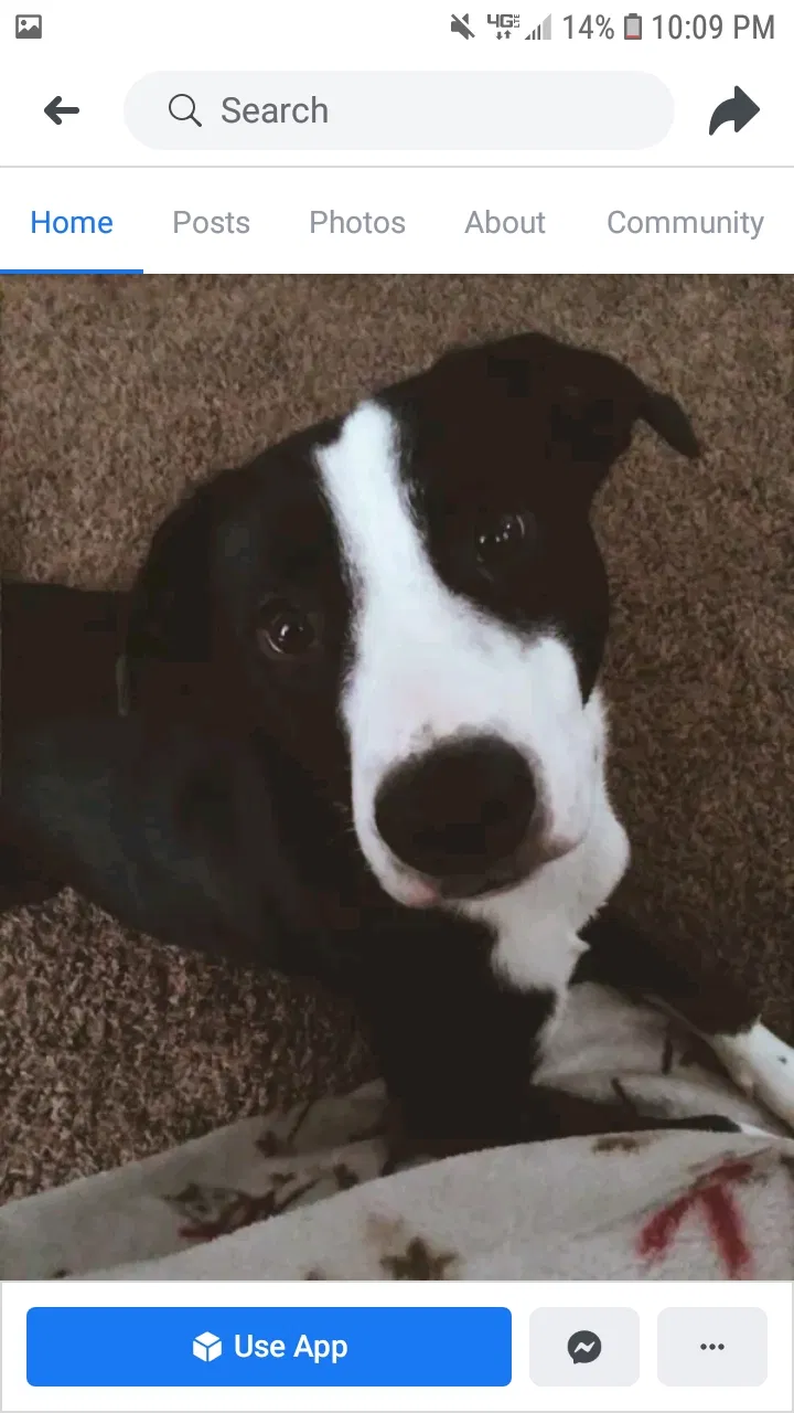 Lost dog in Chipley, FL, 32428