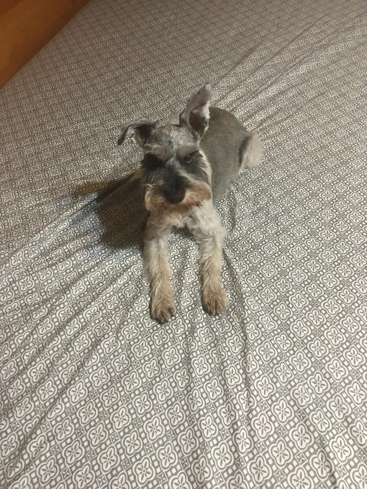 Lost dog in Cleveland, TN, 37312