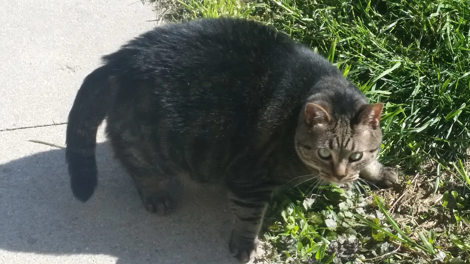 Lost cat in Avoca, MI, 48006