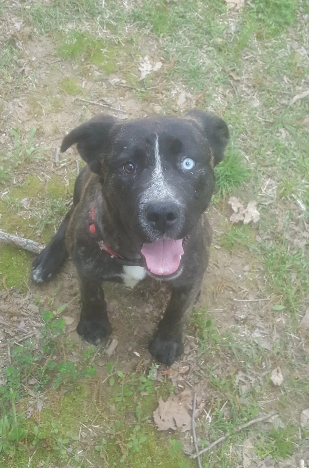 Lost dog in Heber Springs, AR, 72543