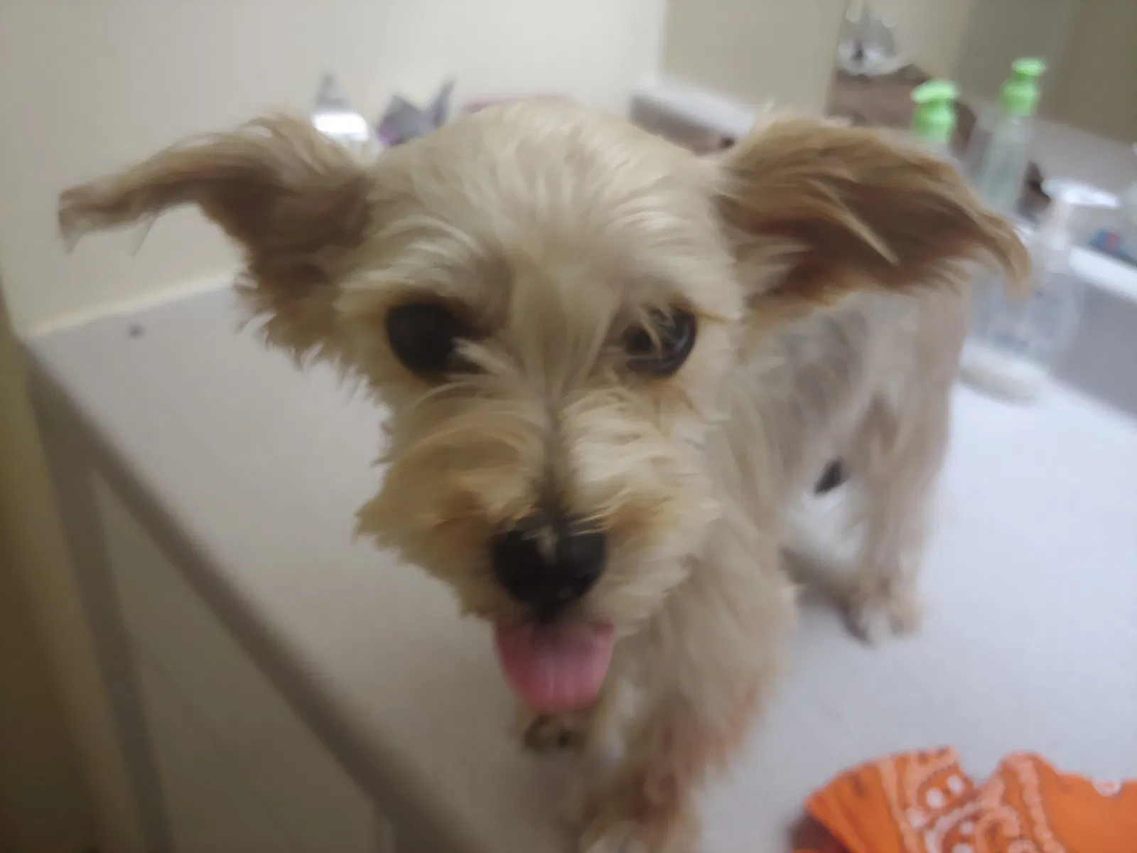Lost dog in Houston, TX, 77065
