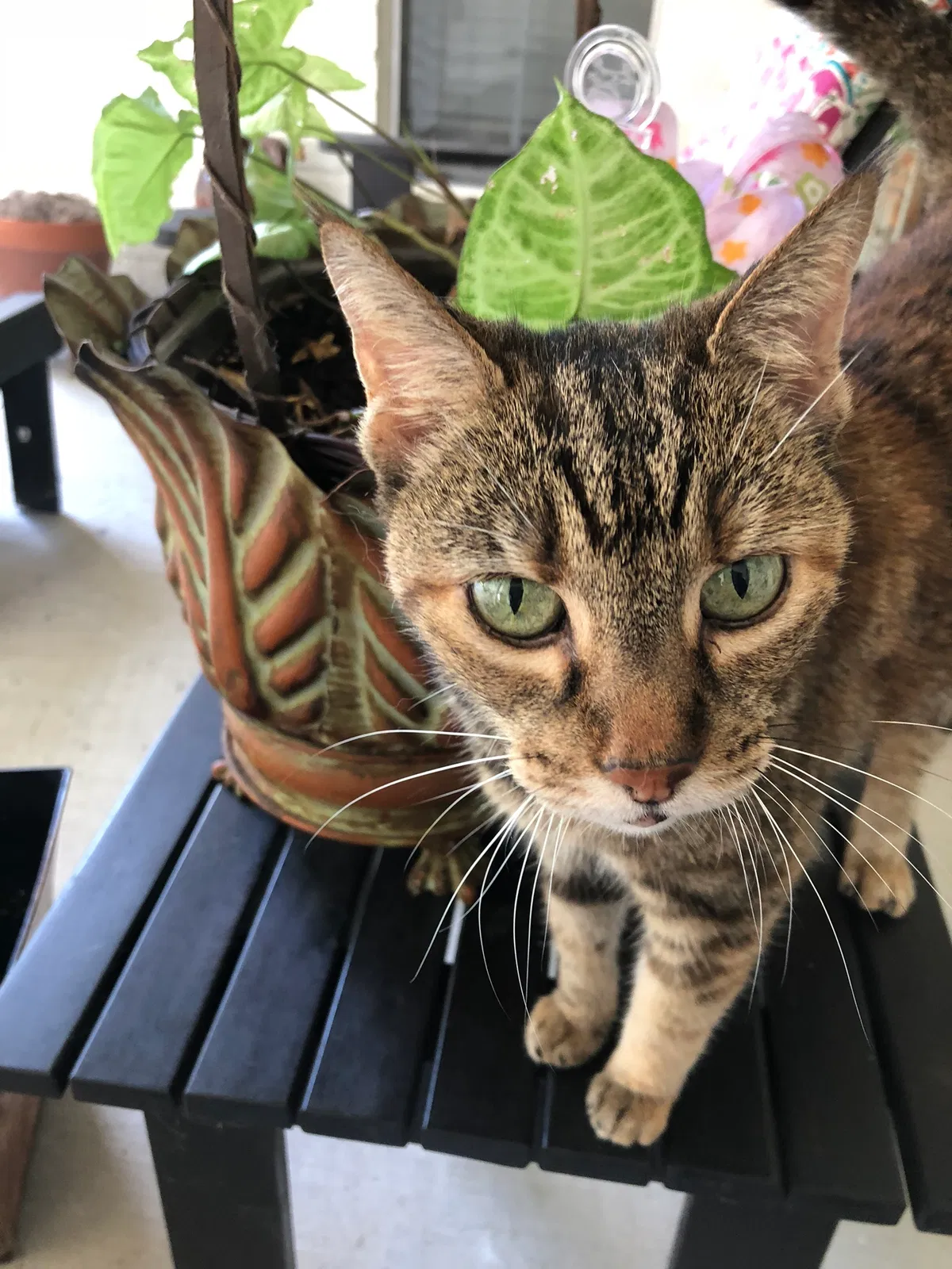 Lost cat in Baton Rouge, LA, 70810