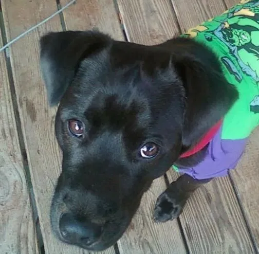 Lost dog in Powder Springs, GA, 30127