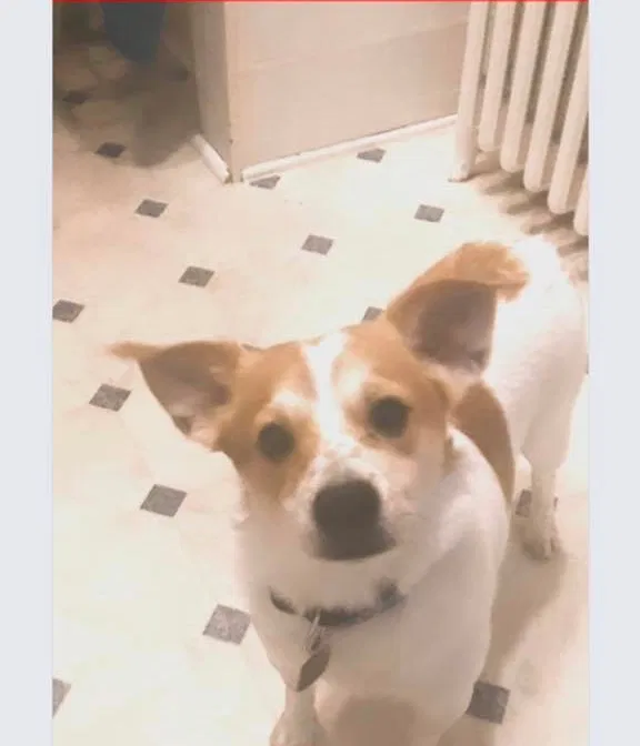 Lost dog in Merrillan, WI, 54754
