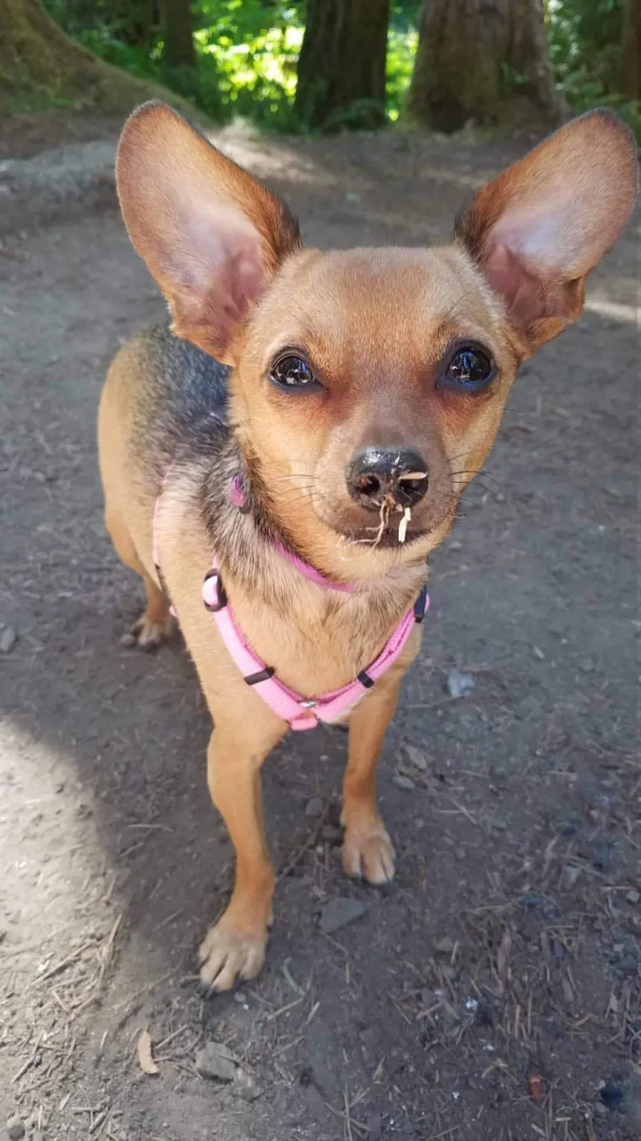 Lost dog in Springfield, OR, 97477