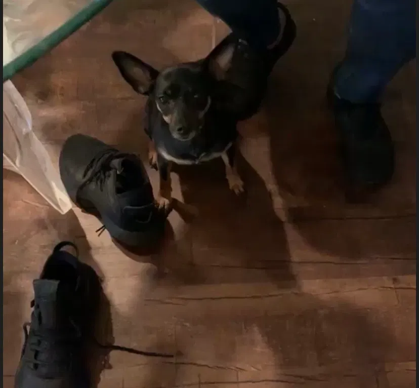 Lost dog in Atlanta, GA, 30314