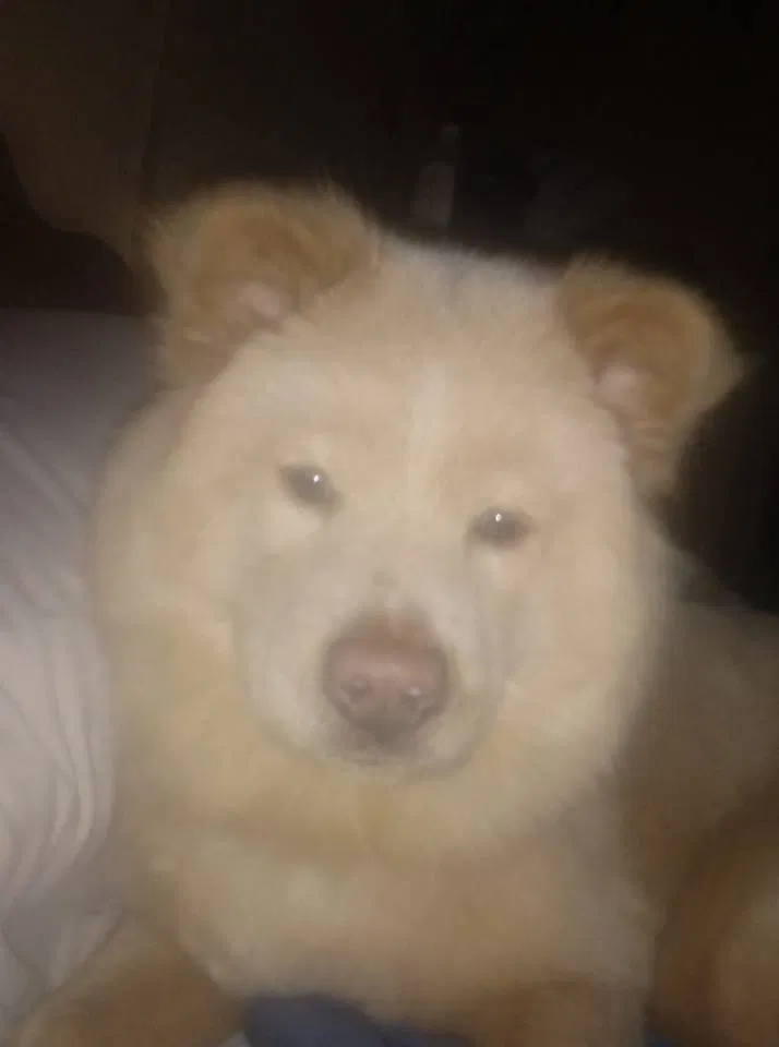 Lost dog in Pendergrass, GA, 30567