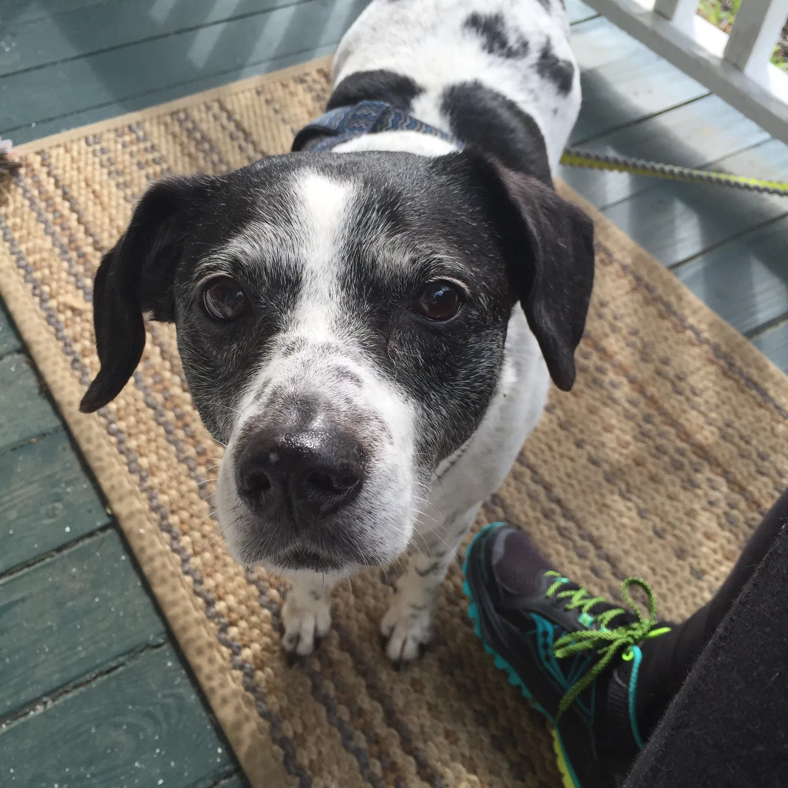 Lost dog in Greensboro, NC, 27405