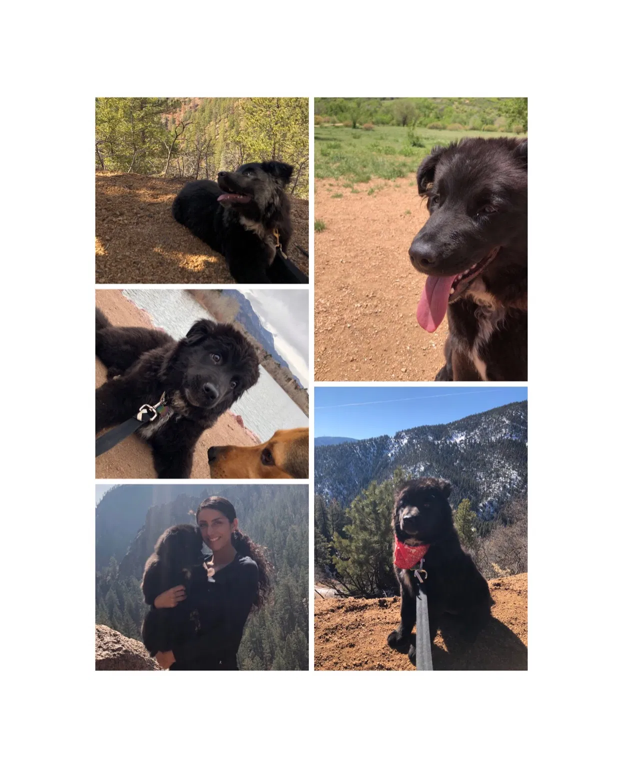 Lost dog in Colorado Springs, CO, 80906