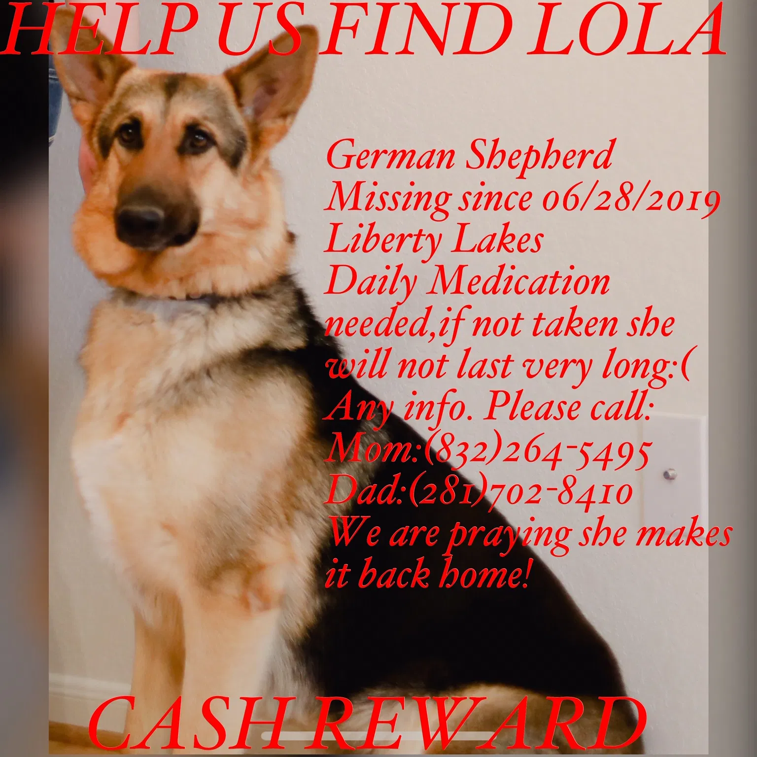 Lost dog in Houston, TX, 77049
