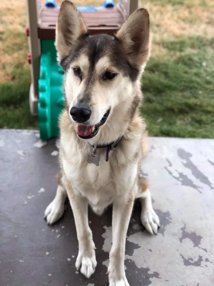 Lost dog in El Paso, TX, 79938
