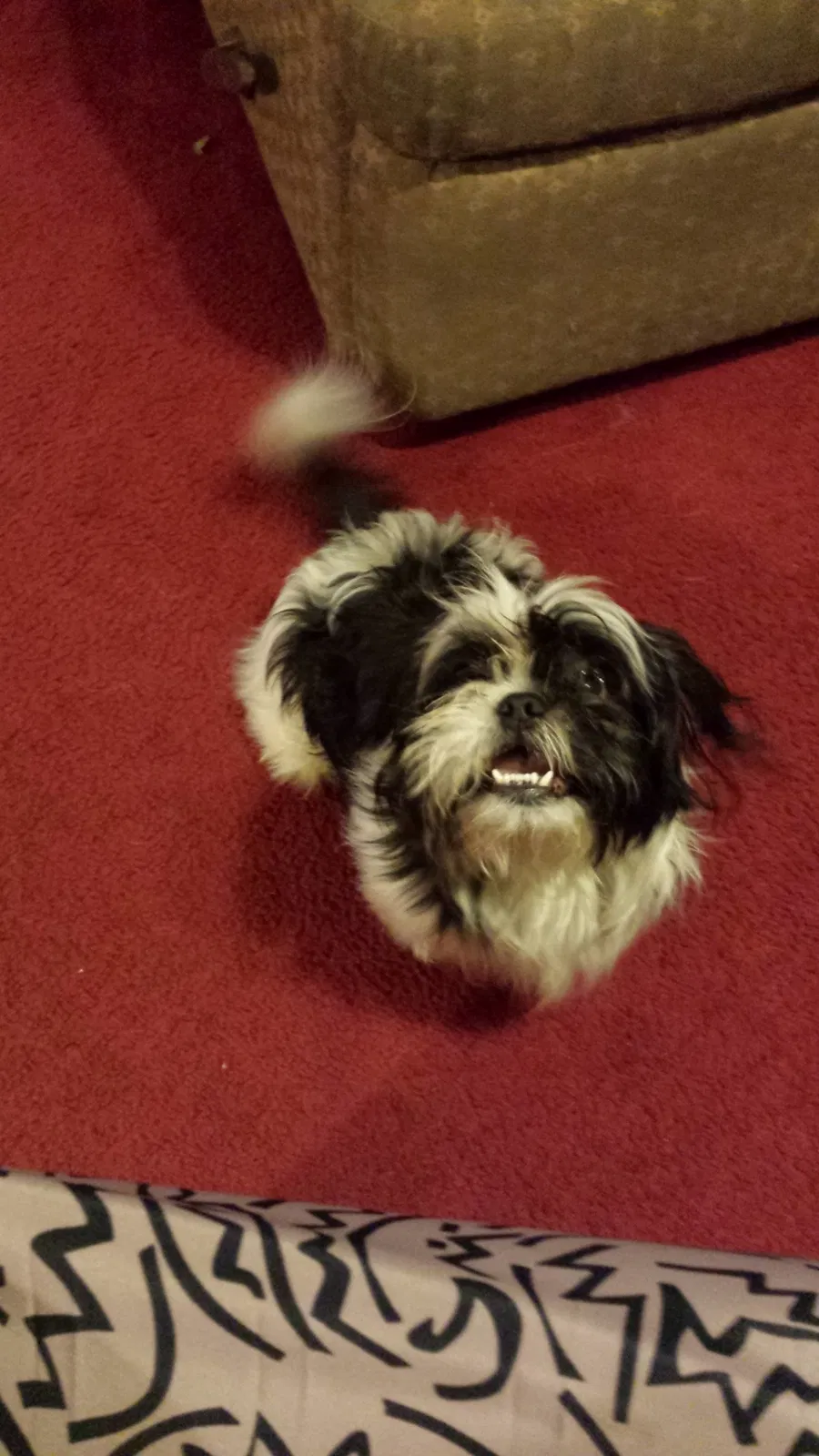 Lost dog in Memphis, TN, 38106