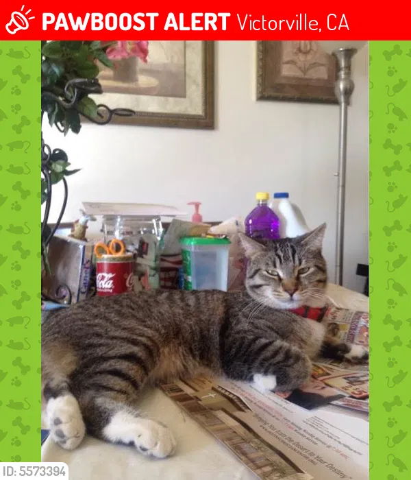 Lost cat in Victorville, CA, 92394