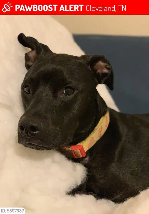Lost dog in Cleveland, TN, 37312
