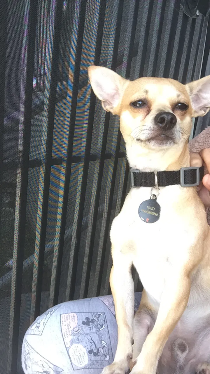 Lost dog in San Francisco, CA, 94107