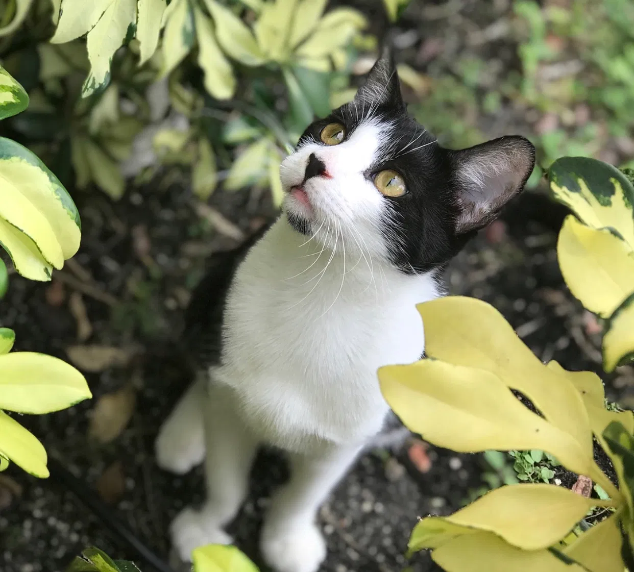 Lost cat in Miami, FL, 33193