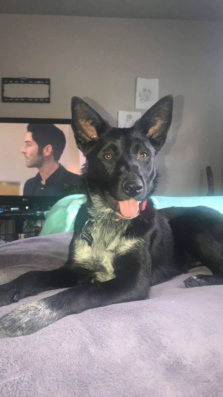 Lost dog in Croydon, UT, 84018