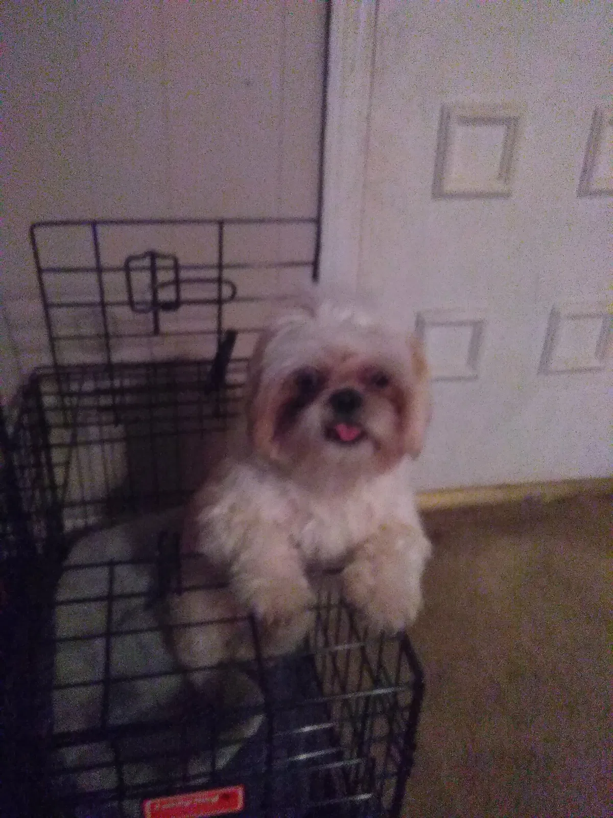 Lost dog in Memphis, TN, 38118