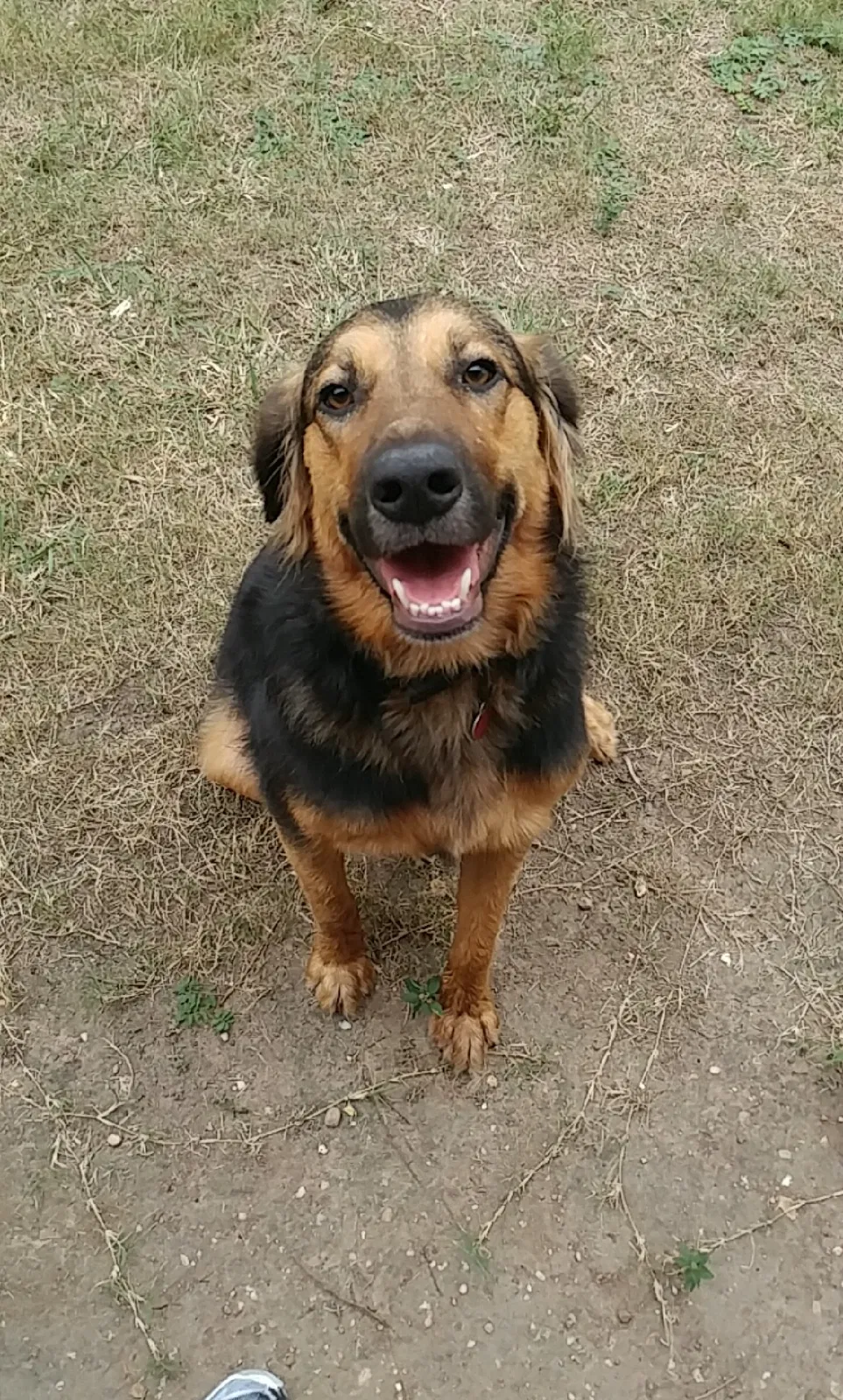 Lost dog in Danbury, TX, 77534