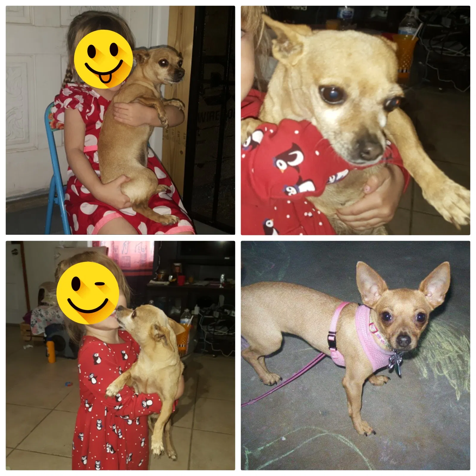 Lost dog in El Paso, TX, 79924