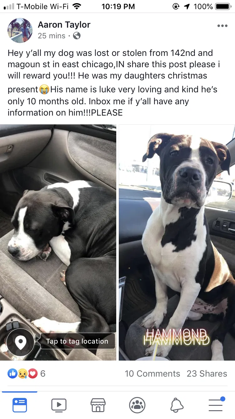 Lost dog in East Chicago, IN, 46312