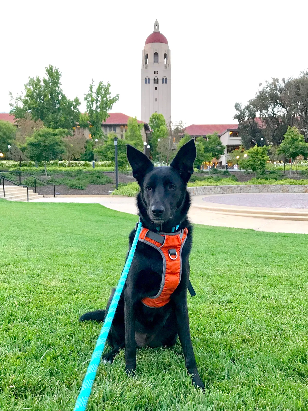Lost dog in Menlo Park, CA, 94025