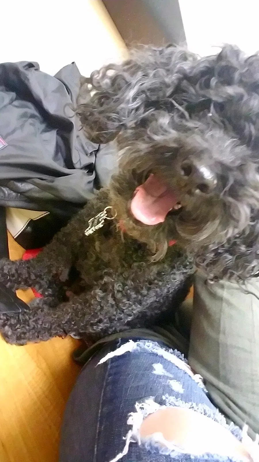 Lost dog in Aurora, CO, 80013