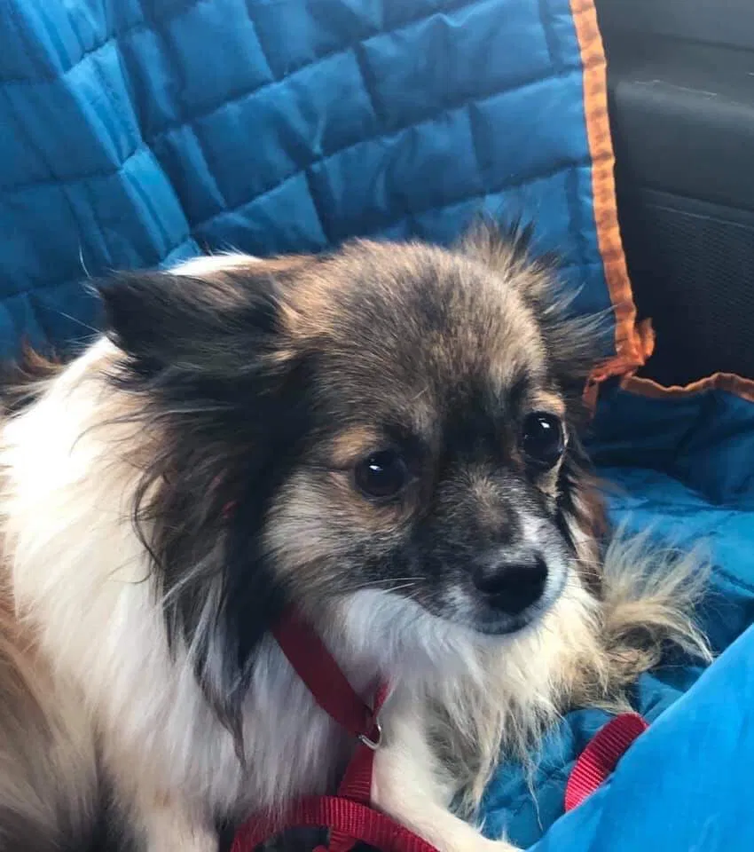 Lost dog in Spotsylvania, VA, 22551