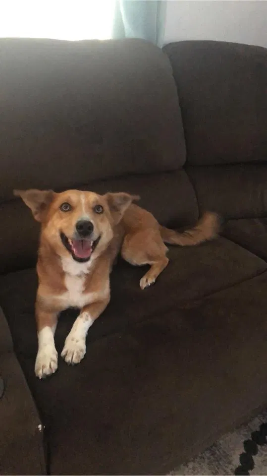 Lost dog in Colorado Springs, CO, 80925