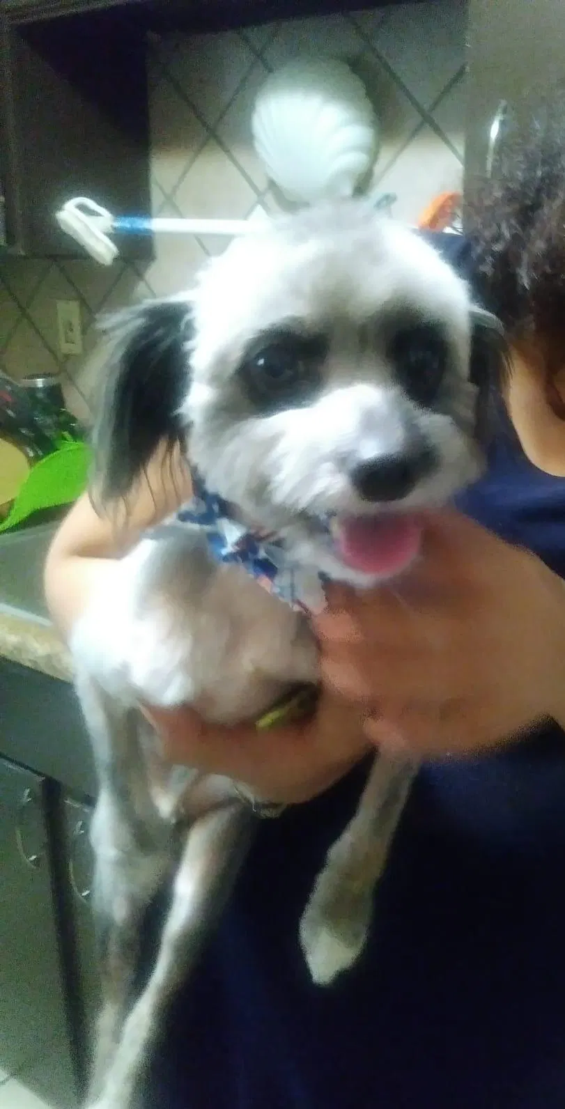 Lost dog in Harvey, LA, 70058
