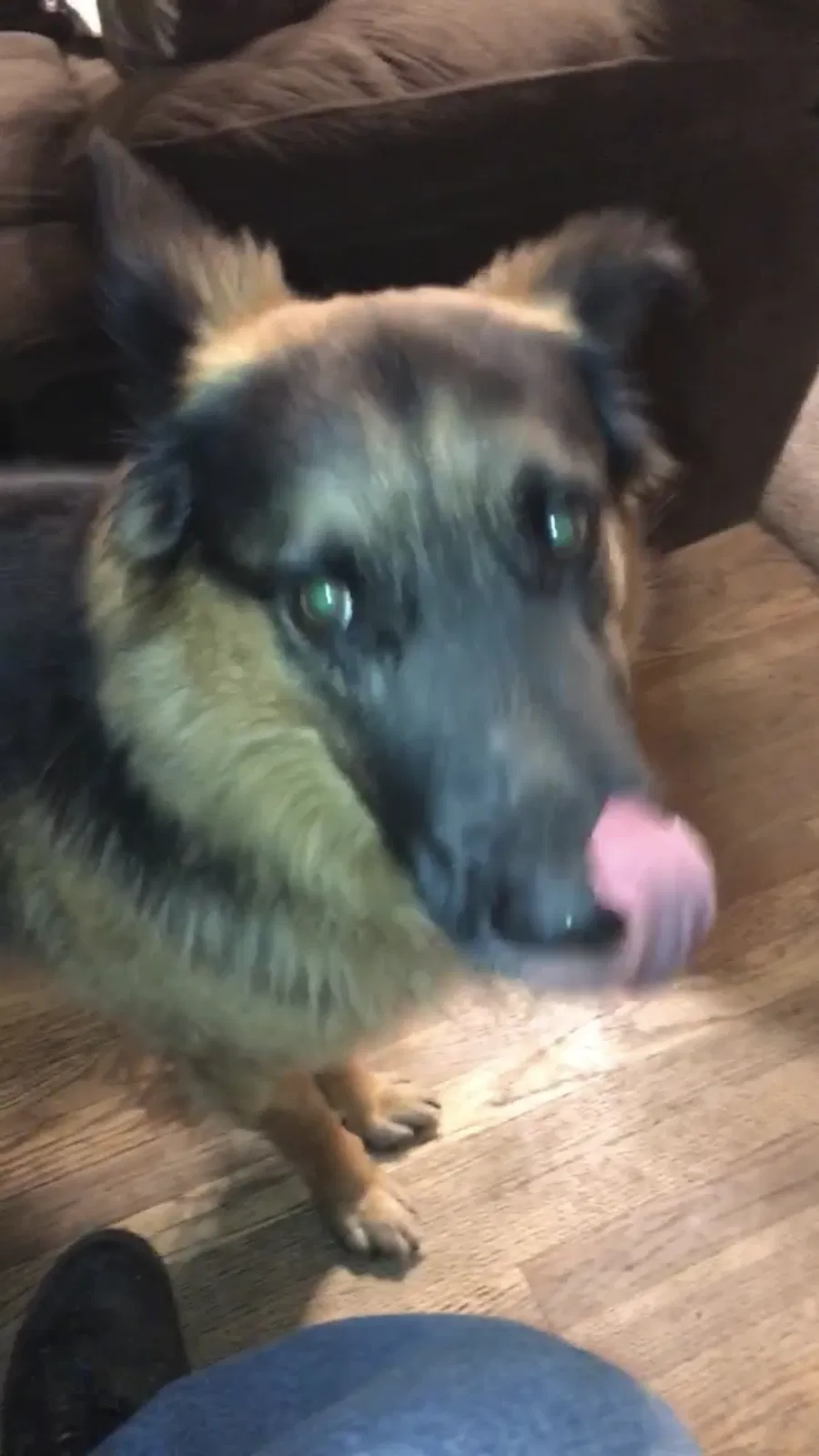 Lost dog in Escondido, CA, 92025