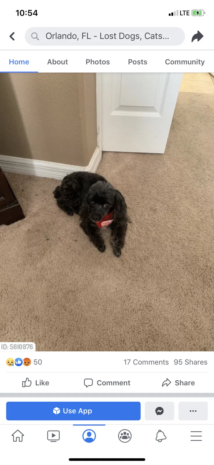 Lost dog in Orlando, FL, 32818