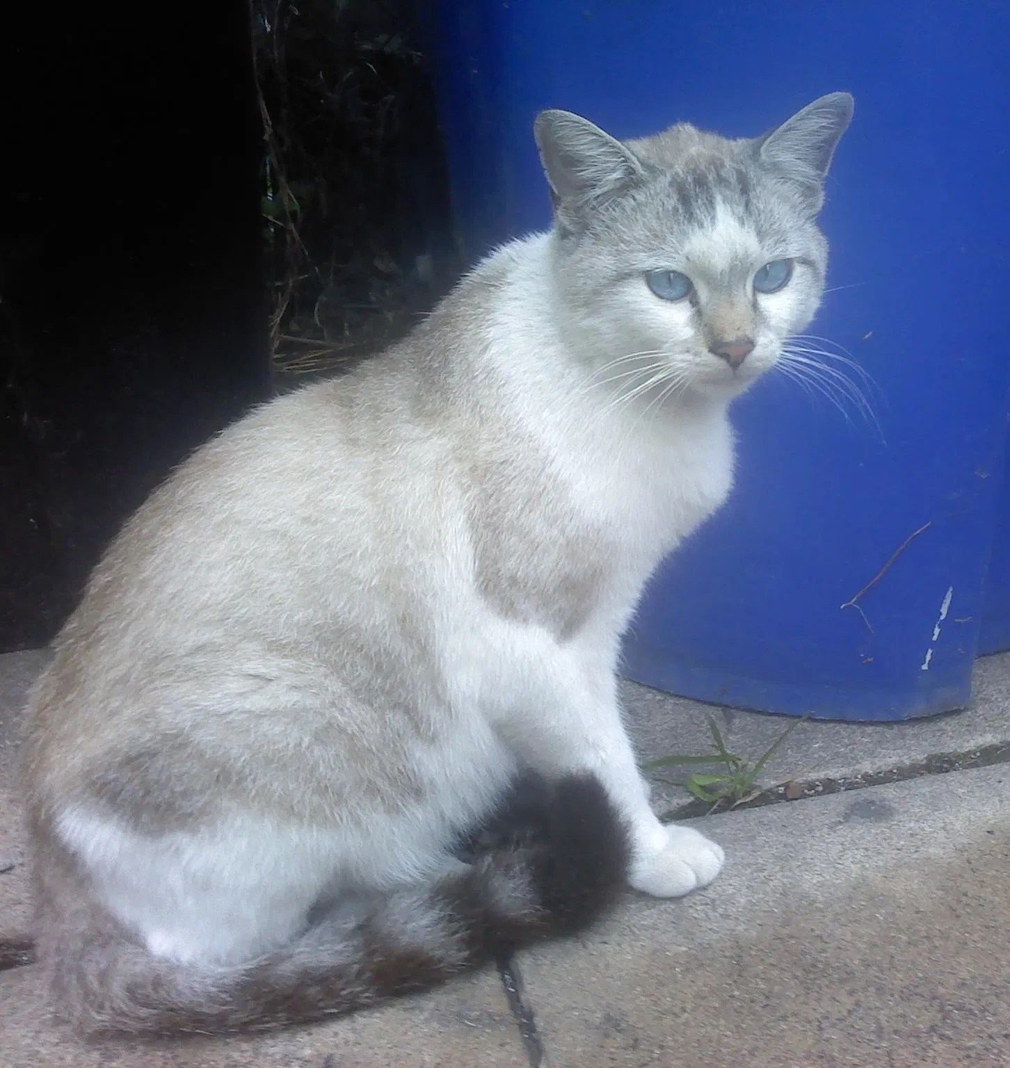 Lost cat in San Diego, CA, 92115