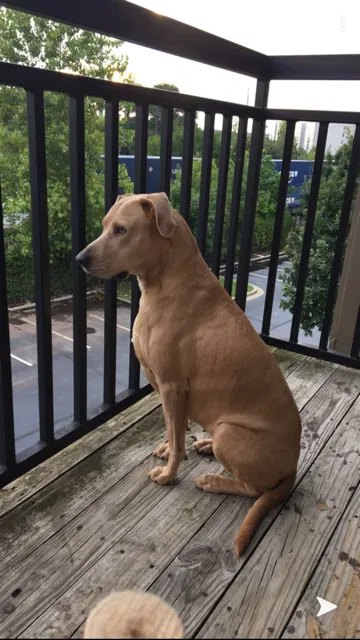 Lost dog in Atlanta, GA, 30312