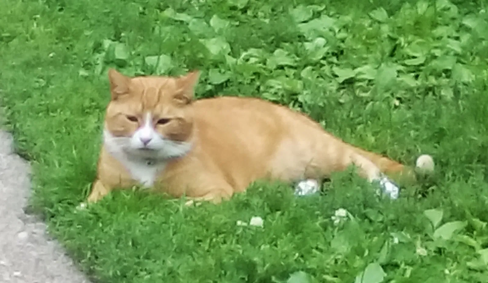 Lost cat in Grand Forks, ND, 58203