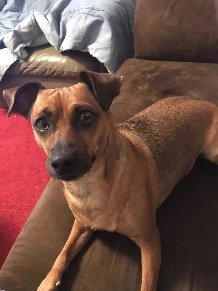 Lost dog in Cheyenne, WY, 82007