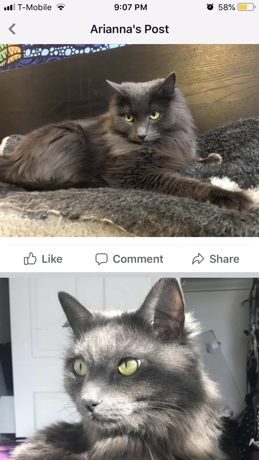 Lost cat in Salt Lake City, UT, 84105