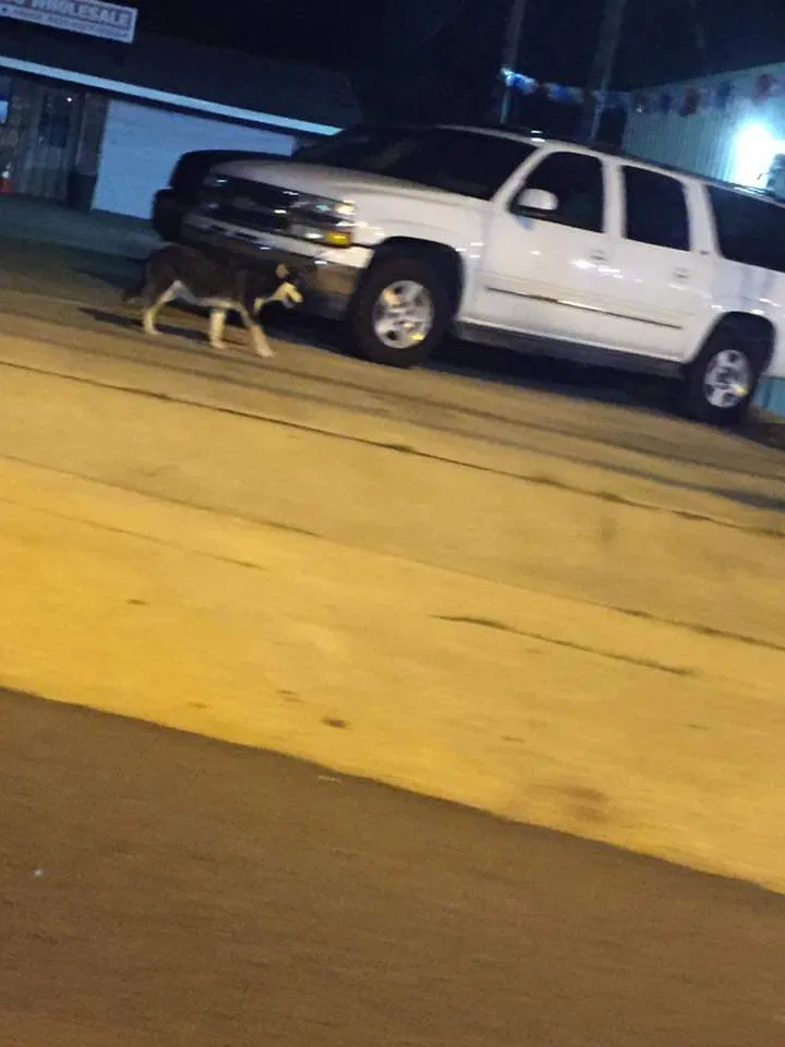 Lost dog in Hot Springs National Park, AR, 71913